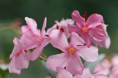 güzel çiçekler, doğa ve bitki konsepti