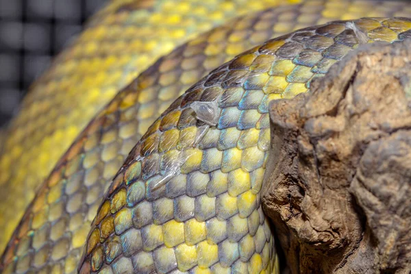 Bliska Moluki Pythona Skóra Węża — Zdjęcie stockowe