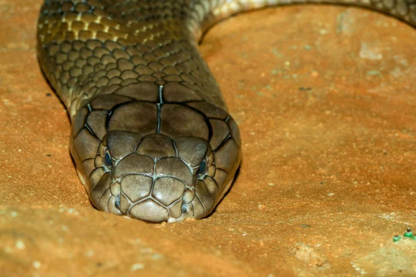 Zamknij Się Wielki Król Kobra Wąż Tajlandii — Zdjęcie stockowe