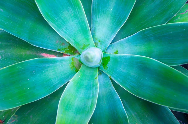 Background of large aqua green and blue large succulent plant