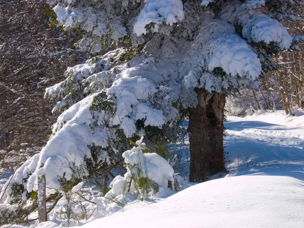雪の気象コンセプトのための美しい山の森の背景のクローズアップショット — ストック写真