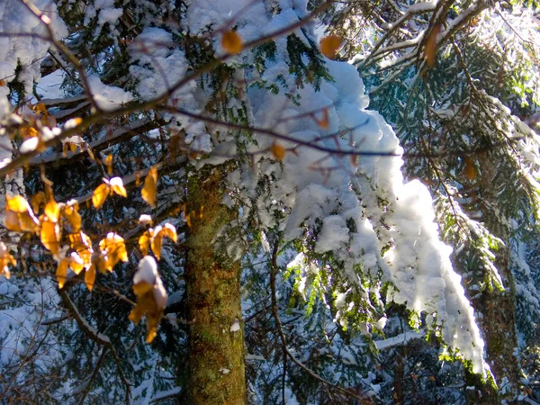Karlı Hava Konsepti Için Güzel Dağ Ormanlarının Yakın Plan Çekimleri — Stok fotoğraf