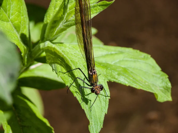 Dragonfly Έντομο Στη Φύση Ζωή Bug — Φωτογραφία Αρχείου