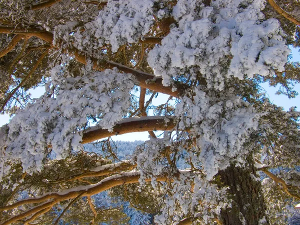 雪の気象コンセプトのための美しい山の森の背景のクローズアップショット — ストック写真