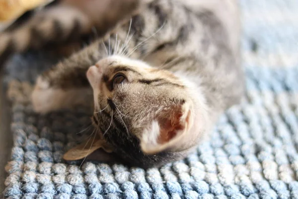 Schöne Nahaufnahme Von Shy Rescued Cat — Stockfoto