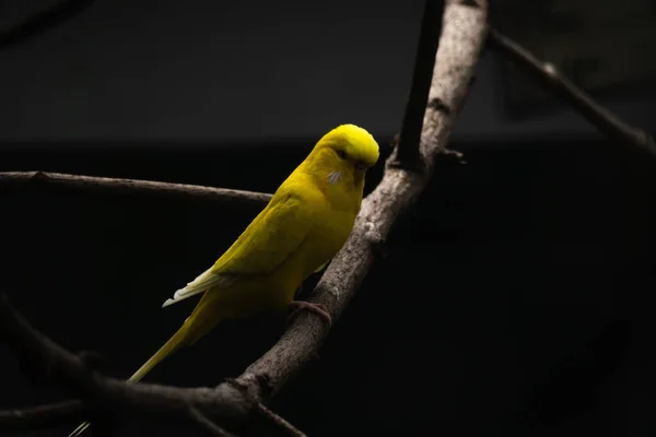 Вид Птицы Естественной Среде Обитания — стоковое фото