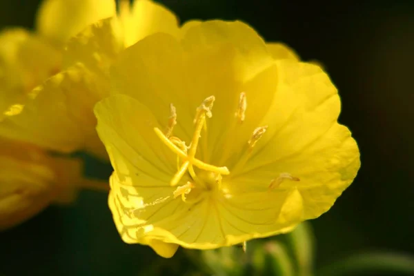 stock image close up view of beautiful blooming flowers