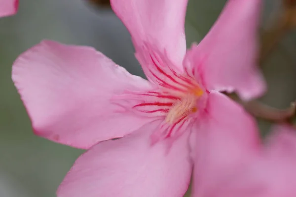 Крупним Планом Вид Красиві Квітучі Квіти — стокове фото