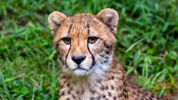 Cheeta Dier Natuur Gras Flora Fauna Concept — Stockfoto