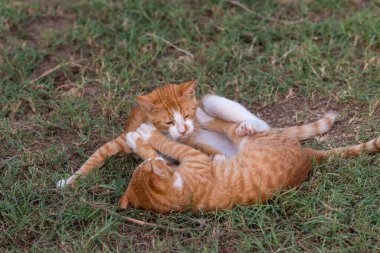 Güzel, yakın plan iki kırmızı kedi yavrusu.