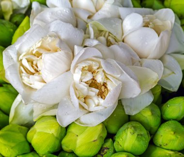 Güzel çiçeklerin güzel manzarasını kapat.