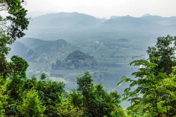 野生の熱帯雨林の自然景色 — ストック写真