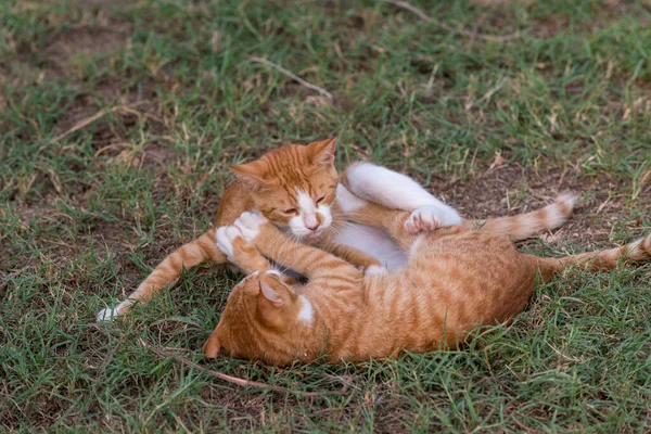Bela Vista Perto Dois Gatinhos Vermelhos — Fotografia de Stock