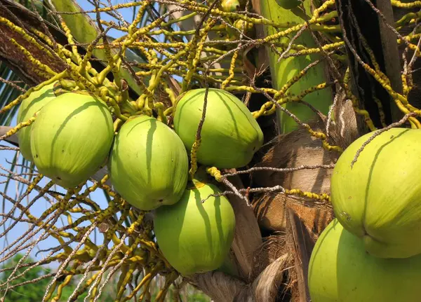 Green Coconuts Close — Stock Photo, Image