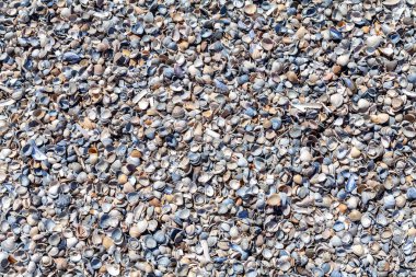 Deniz kabukluları plaj arka plan dokusu