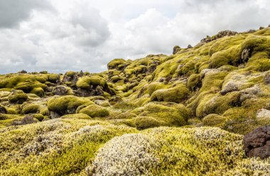 İzlanda lav sahaları Güney İzlanda 'da yosun panorama ile kaplıdır.