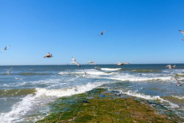 Seagulls Flying Sea Nature Background — Stock Photo, Image