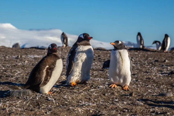 太陽の光を楽しむジェントーペンギンファミリー — ストック写真