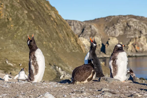 太陽を楽しむいくつかのゲントーペンギンひよこ — ストック写真
