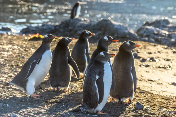 在Barrientos海滩上 成年累月的企鹅群集在阳光下 — 图库照片