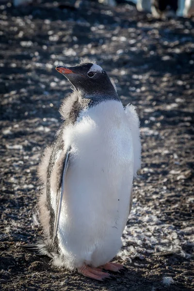 Pingouin Fourrure Douce Poussin Profitant Lumière Soleil Barrière — Photo