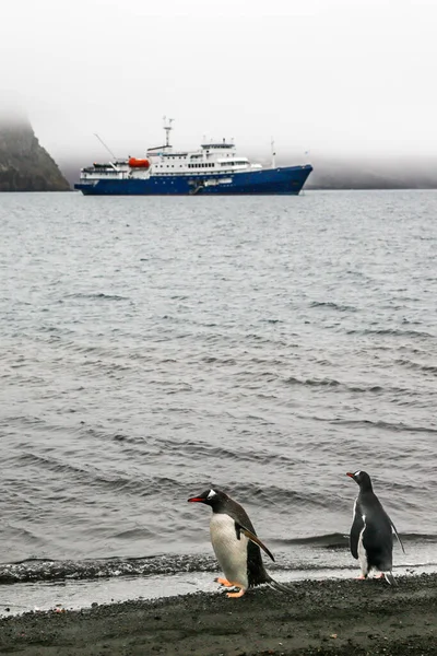 Gentoo Pingviner Väntar Kryssningsfartyg Vid Kusten — Stockfoto