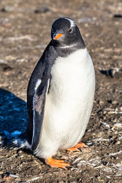 Толстый Одинокий Пингвин Gentoo Цыпленок Наслаждаясь Солнечным Светом Баре — стоковое фото