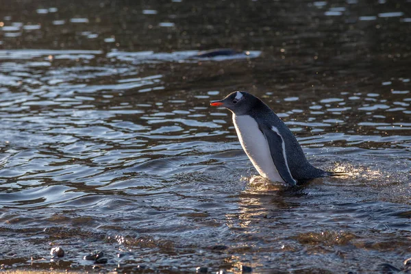 Pinguino Gentoo Bagnato Che Nuota Nell Acqua Dell Oceano All — Foto Stock