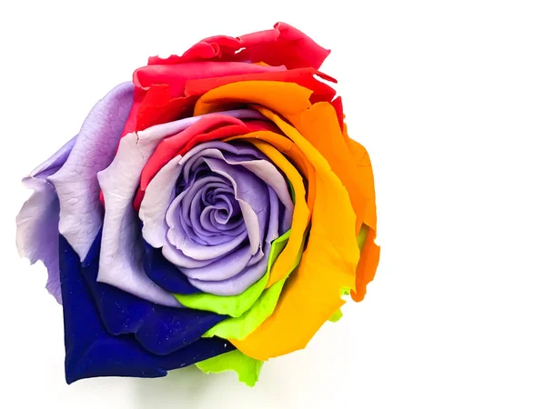 Macro of rainbow rose flower and multi color petals on a white b\