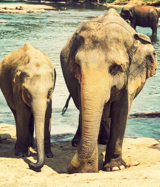 Elefanten Wilder Natur Blick Tag — Stockfoto