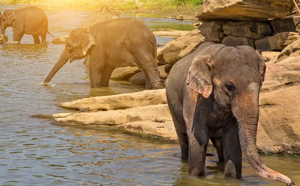 Elephant Herd Jungle River — Stock Photo, Image