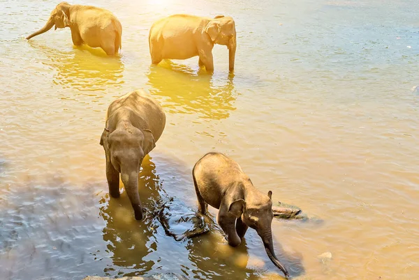 Слони Дикій Природі Вид День — стокове фото