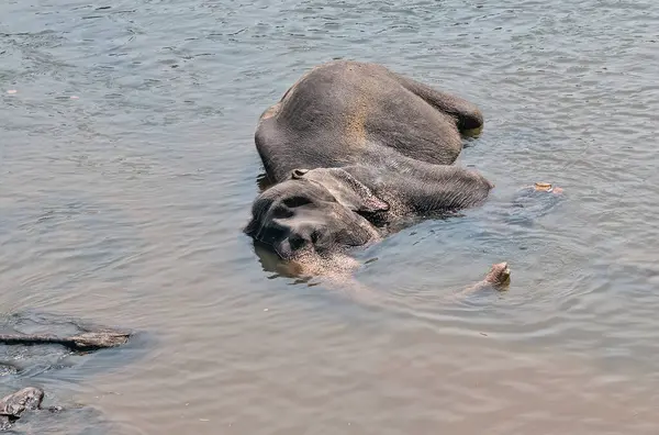 Baño Elefantes Asiáticos Río Ceilán — Foto de Stock