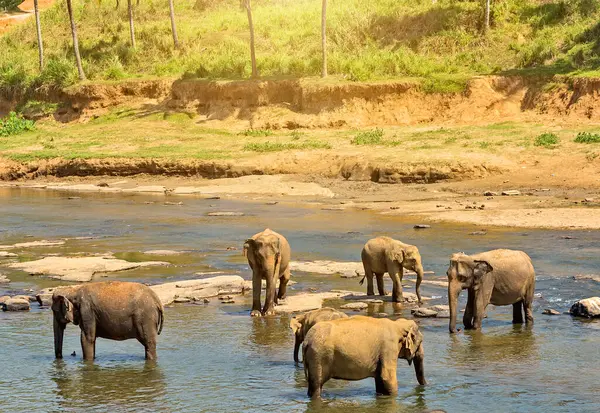 Ασιατικό Λουτρό Ελέφαντες Στον Ποταμό Κεϋλάνη — Φωτογραφία Αρχείου