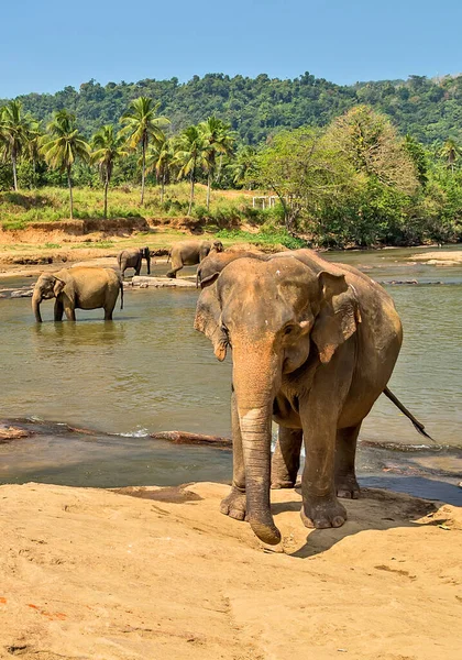 Asian Elephants bath in river Ceylon.
