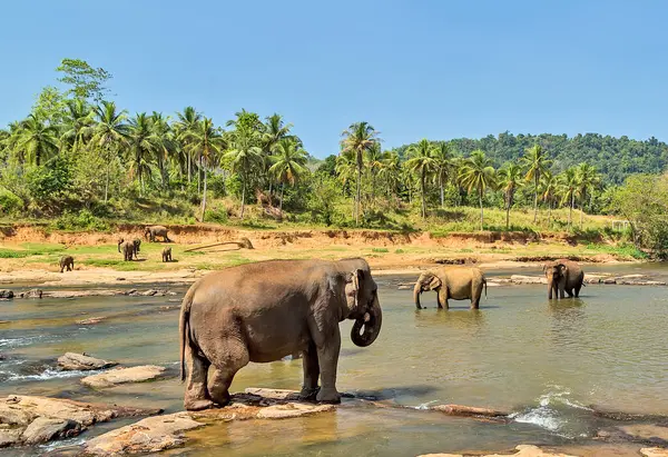 Elefanter Vild Natur Dagsljus — Stockfoto
