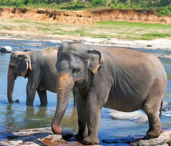 Sloni Divoké Přírodě Denní Pohled — Stock fotografie