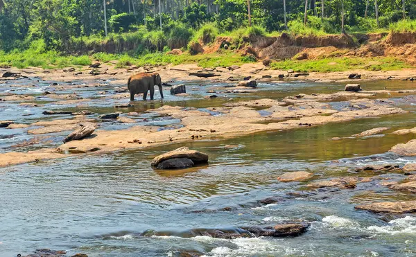 在锡兰河里洗澡的亚洲象 — 图库照片
