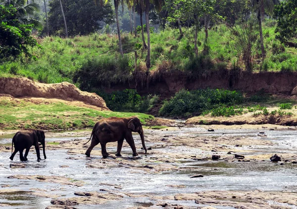 Слоны Дикой Природе Дневной Вид — стоковое фото