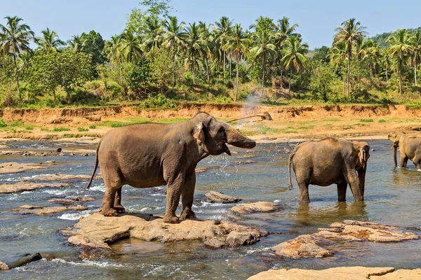 Elephant Herd Jungle River — Stock Photo, Image