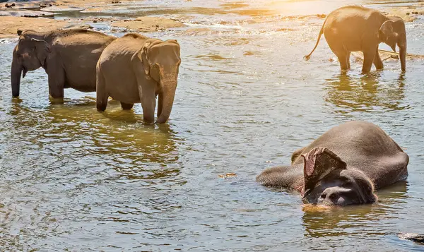 Elephant Herd Jungle River — Stock fotografie