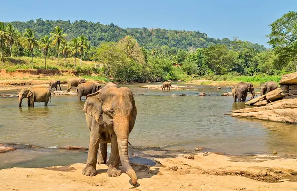 Asiatiska Elefanter Badar Floden Ceylon — Stockfoto