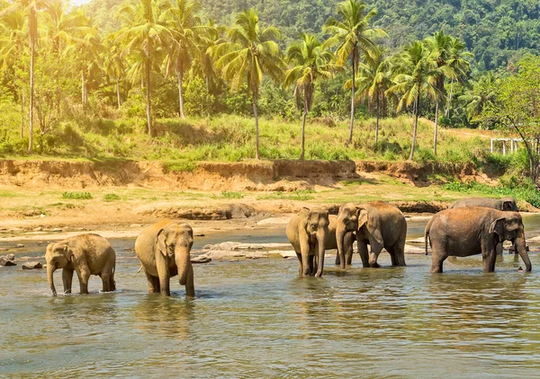Elefanti Nella Natura Selvaggia Vista Diurna — Foto Stock