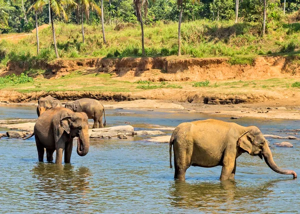 Αγέλη Ελέφαντα Στη Ζούγκλα Του Ποταμού — Φωτογραφία Αρχείου
