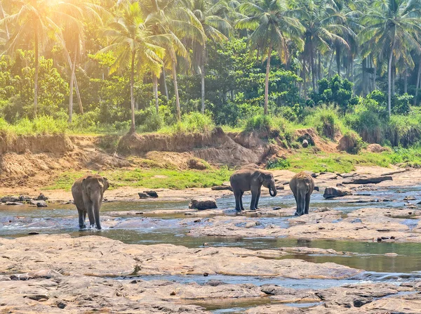 Elefantes Rebaño Lavado Atracción Río —  Fotos de Stock