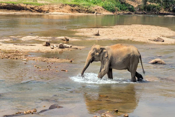 Elefanter Vild Natur Dagsljus — Stockfoto