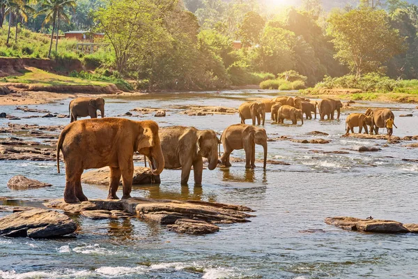 Beautiful Elephant Mother River Outdoor Leisure —  Fotos de Stock