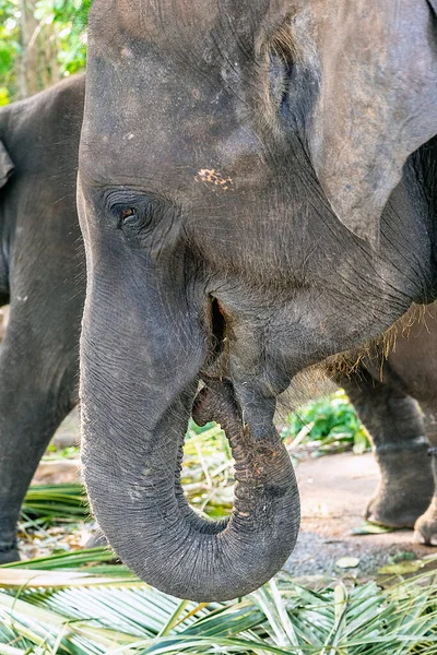 Elephant Wild Animals Pinnawela Sri Lanka —  Fotos de Stock