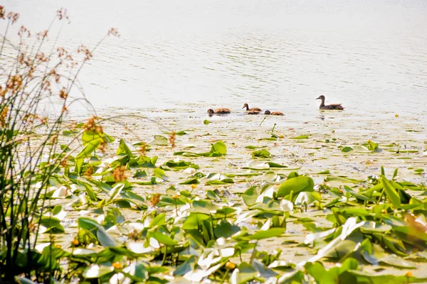 Ducks Fishing Pond — Stock Photo, Image