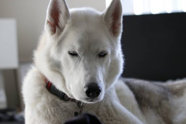 yatağında uyuyan gri yetişkin Sibirya husky köpek (sibirsky husky)